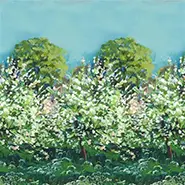 Arbre de Printemps Alta (FDG3146-01)